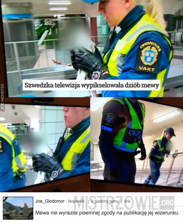 Szwedzka telewizja wypikselowała dziób mewy –  