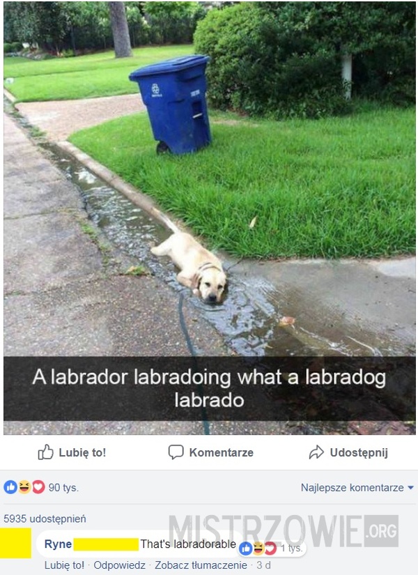 Labrador –  