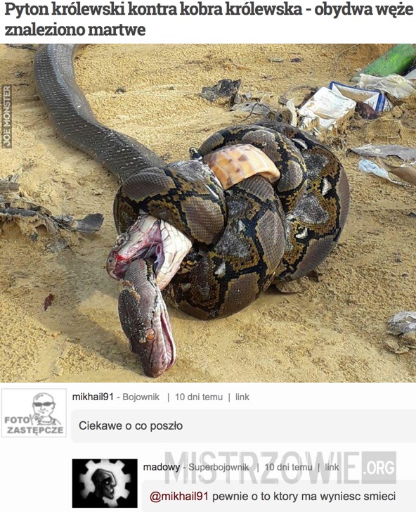 Pyton królewski kontra kobra królewska - obydwa węże znaleziono martwe –  