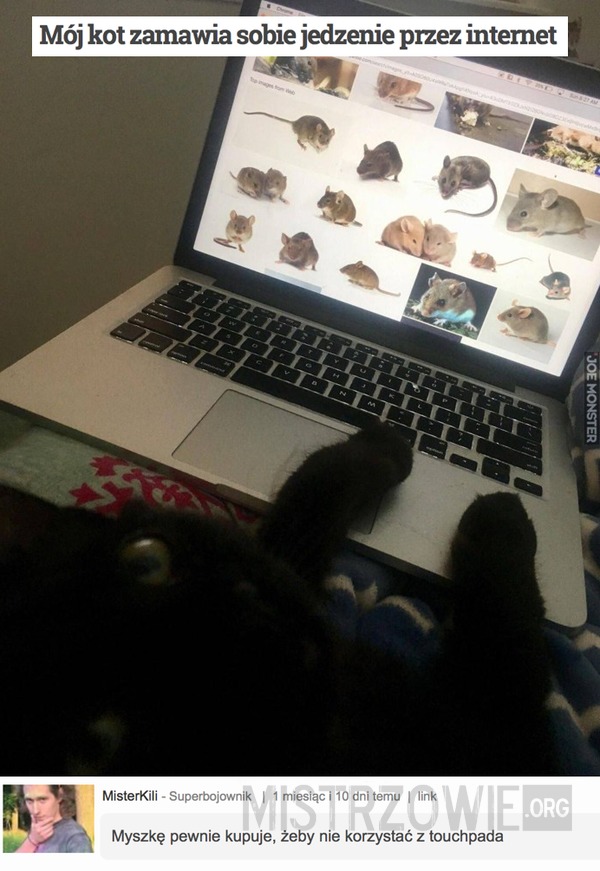 Mój kot zamawia sobie jedzenie przez internet –  
