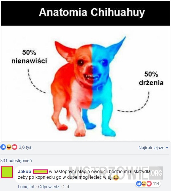 Chihuahua –  