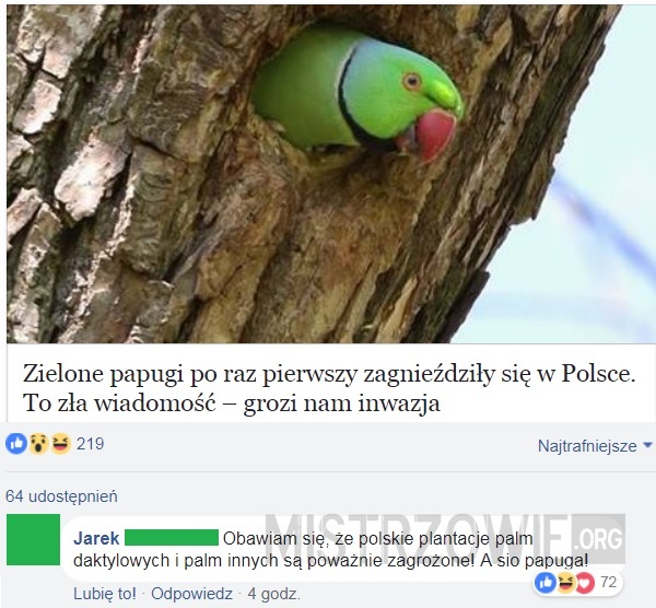 Papugi –  