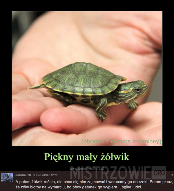 Piękny mały żółwik –  