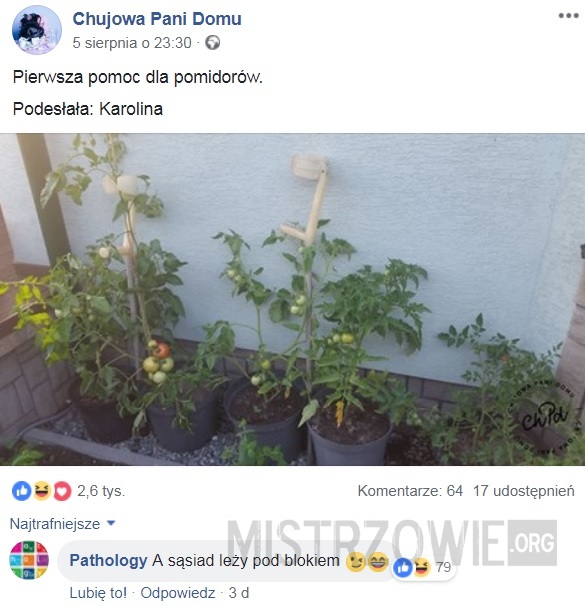 Pomidory –  
