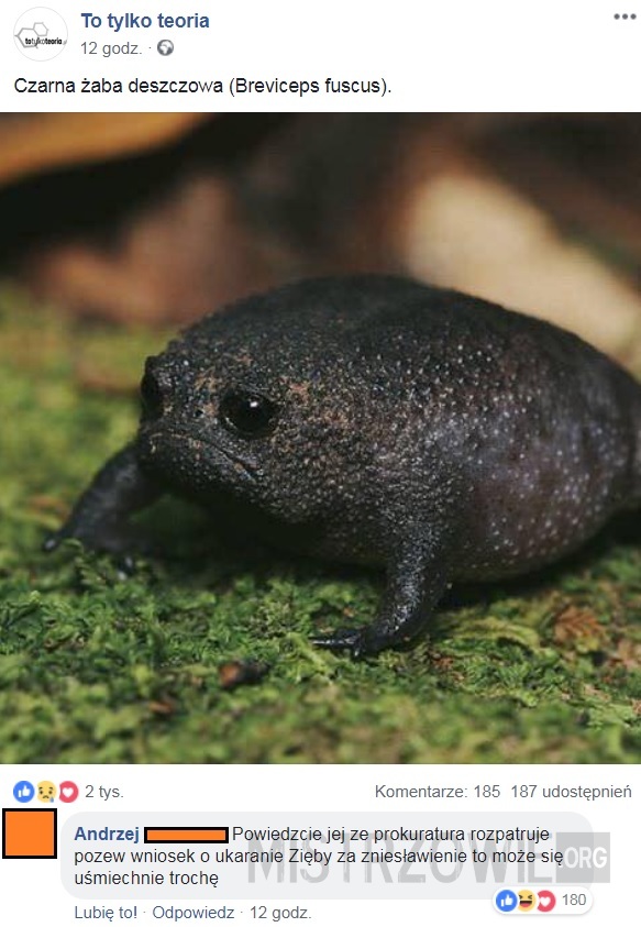 Czarna żaba deszczowa –  