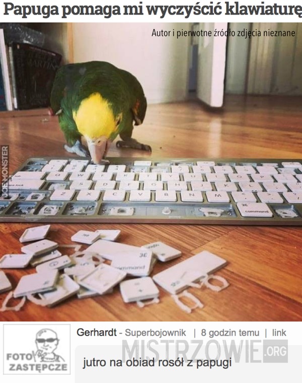 Papuga pomaga mi wyczyścić klawiaturę –  
