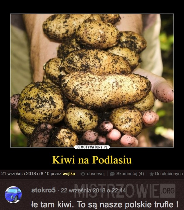 Kiwi –  