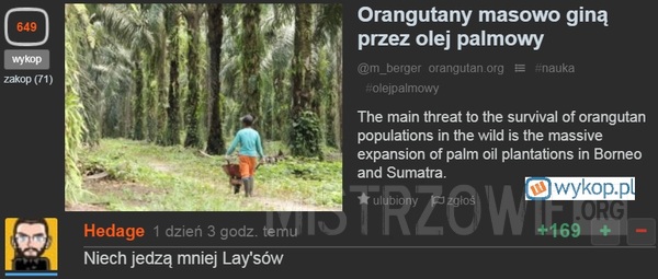 Orangutany –  