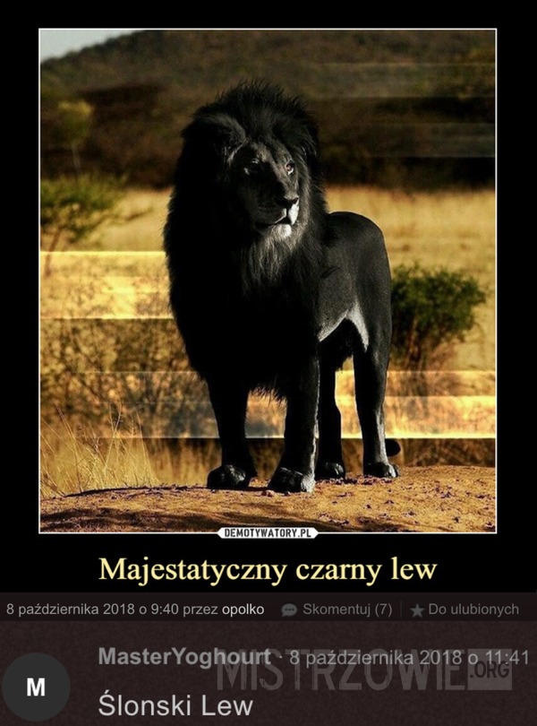 Majestatyczny czarny lew –  