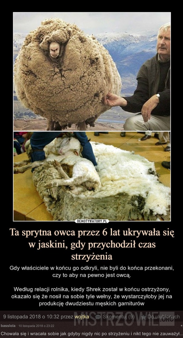 Owca –  