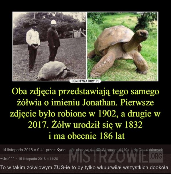 Żółw Jonathan –  
