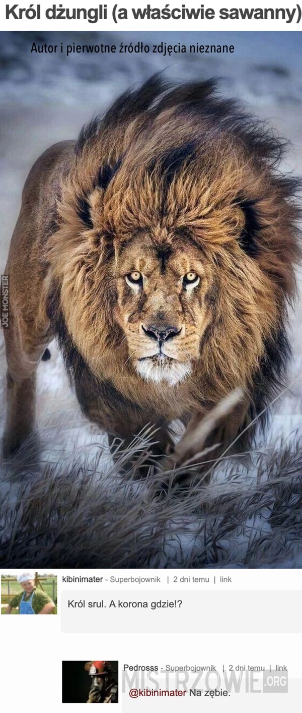 Król dżungli (a właściwie sawanny) –  
