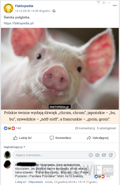świnie –  