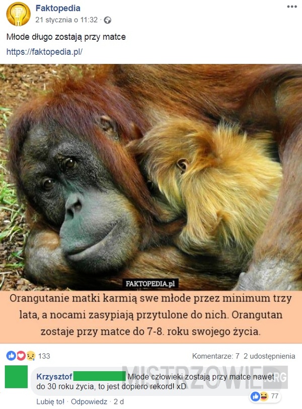 Orangutanie matki –  