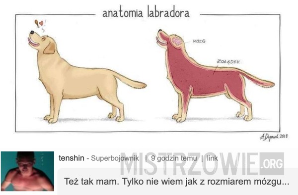 Anatomia labradora –  