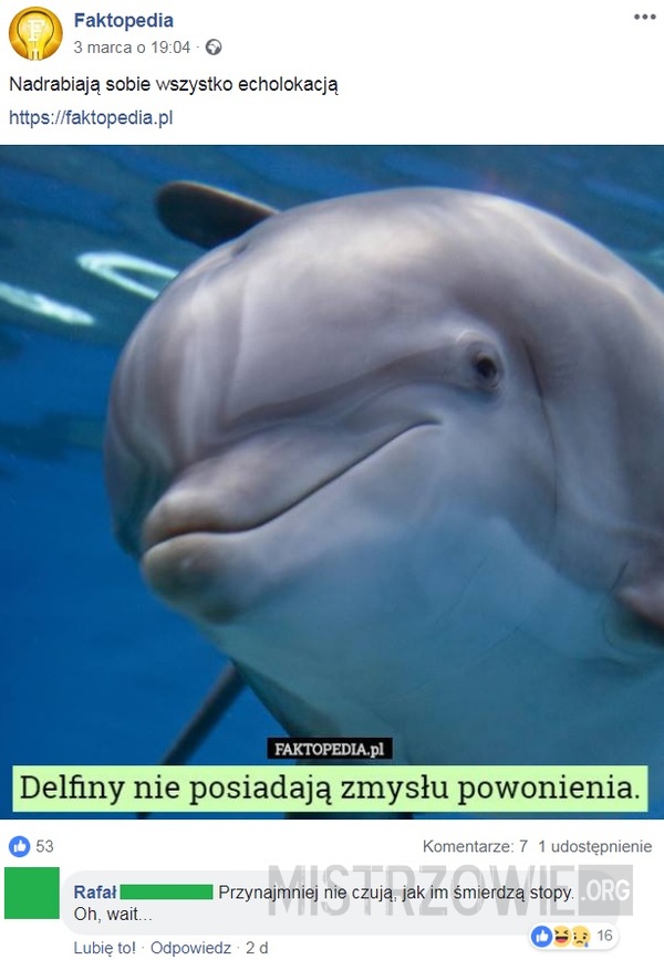 Delfiny –  