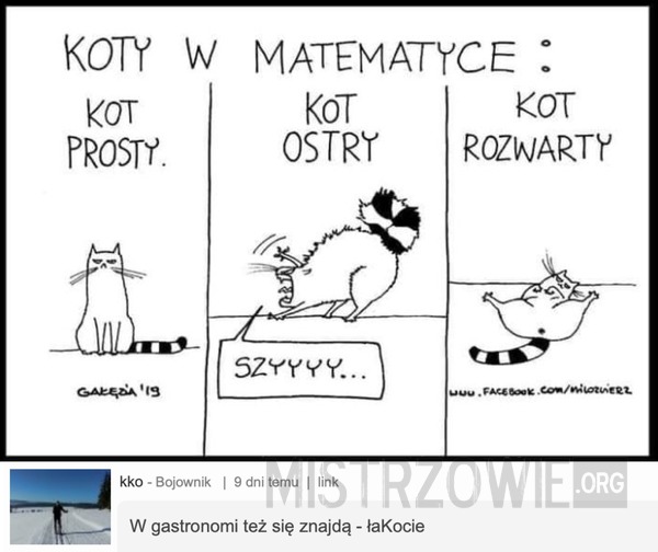 Koty w matematyce –  