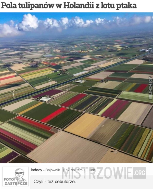 Pola tulipanów w Holandii z lotu ptaka –  