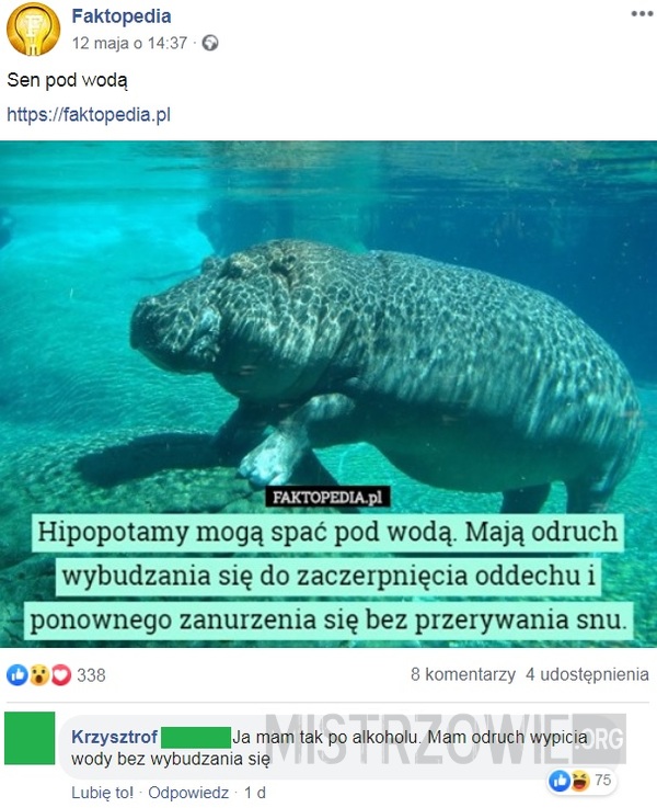 Hipopotamy –  