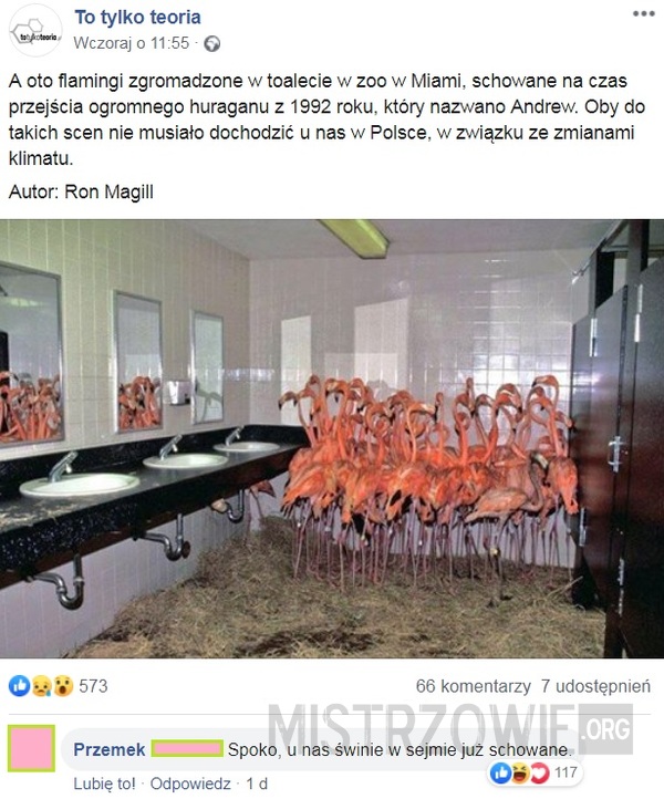 Flamingi –  