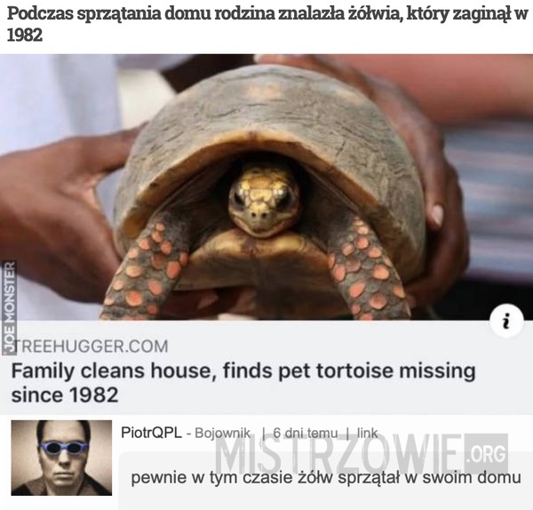Zaginiony żółw –  