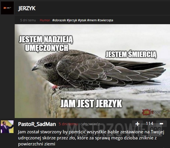 Jerzyk –  