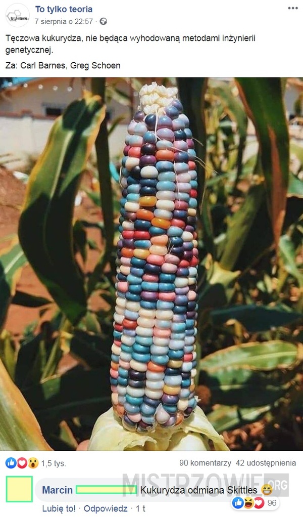 Tęczowa kukurydza –  