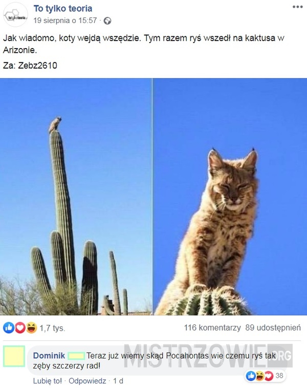 Kaktus –  