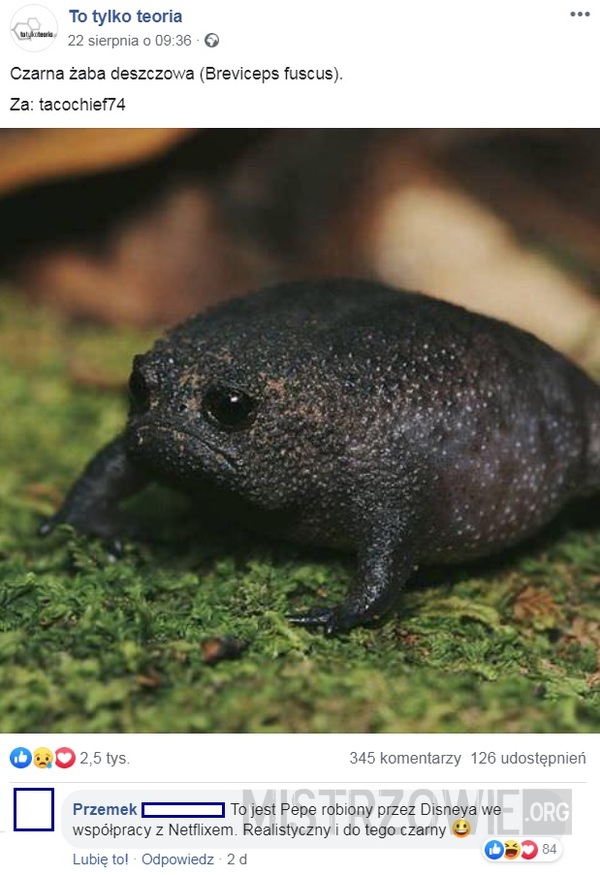 Czarna żaba deszczowa –  
