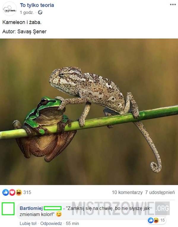 Kameleon i żaba –  