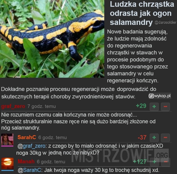 Salamandra –  