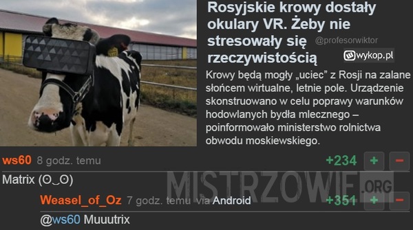 Rosyjskie krowy –  