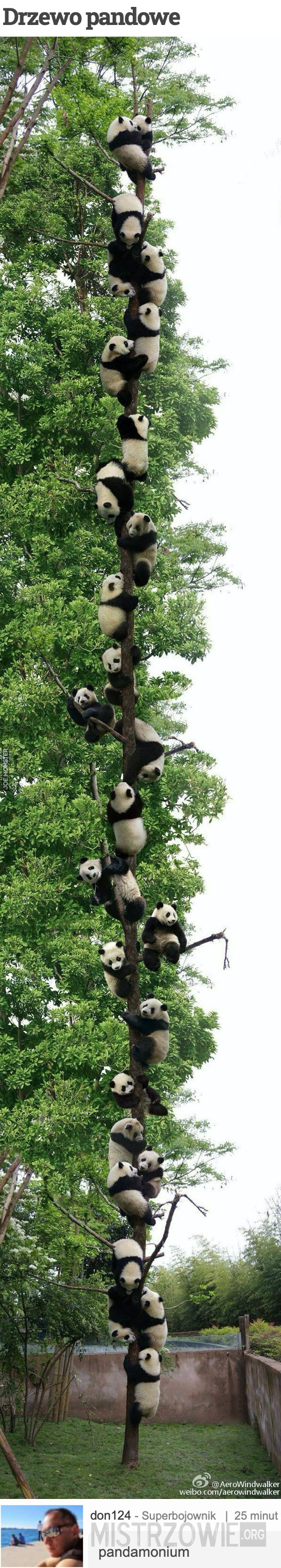 Drzewo pandowe –  