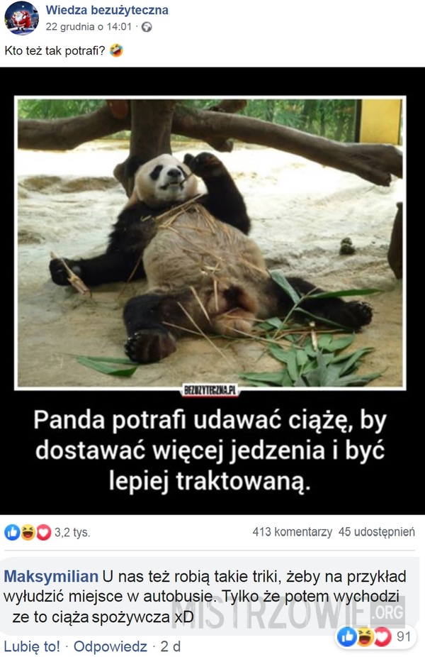 Panda –  