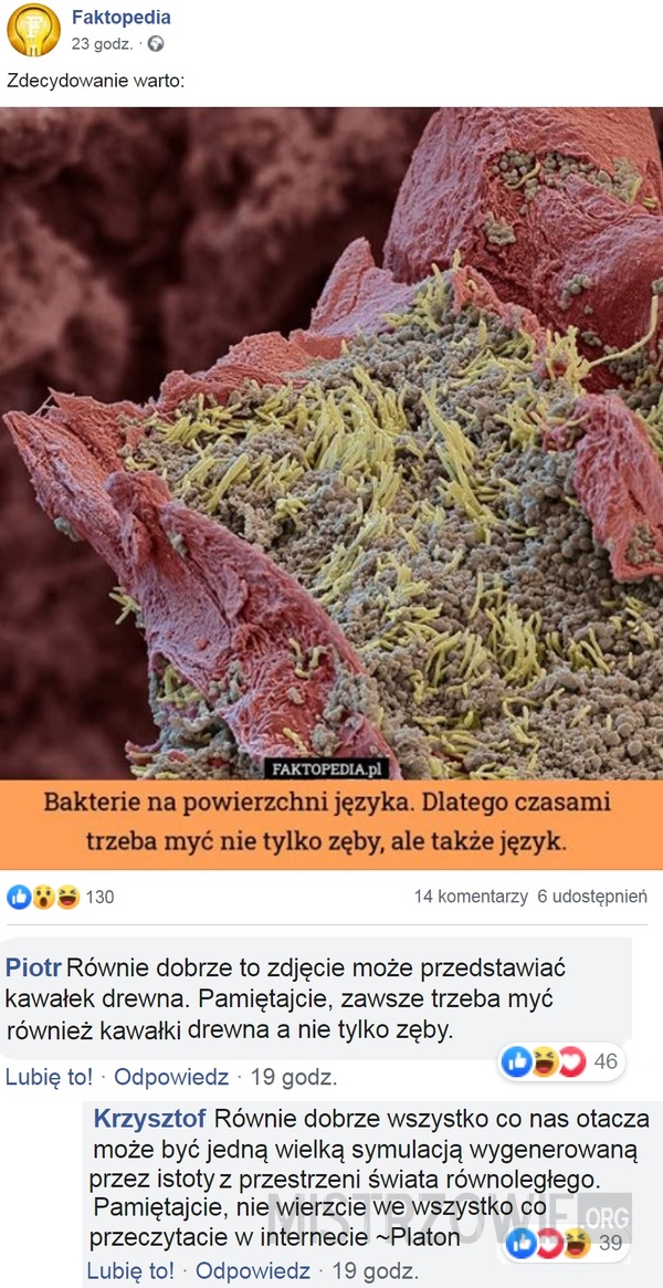 Bakterie –  