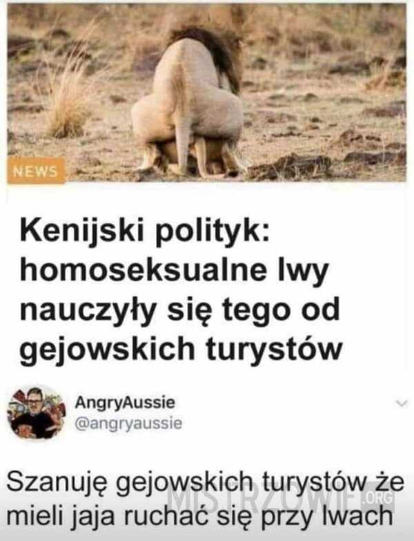 Homoseksualne lwy –  