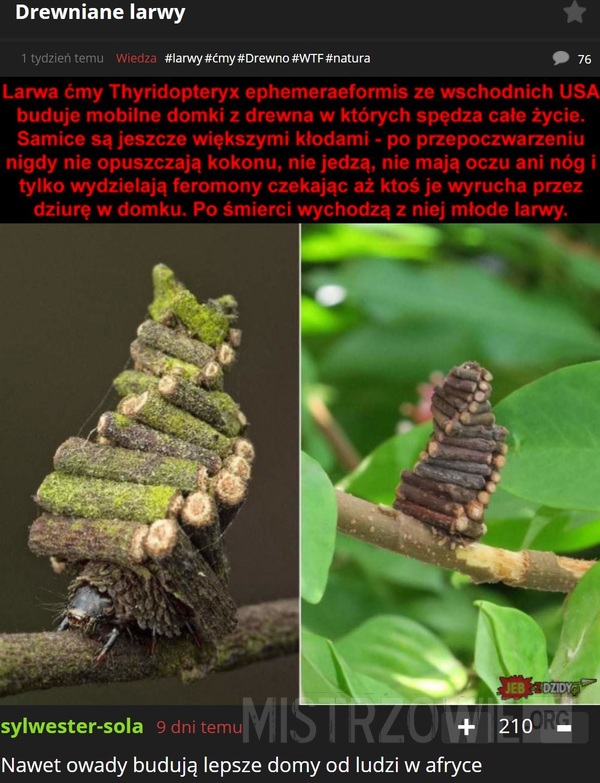Drewniane larwy –  