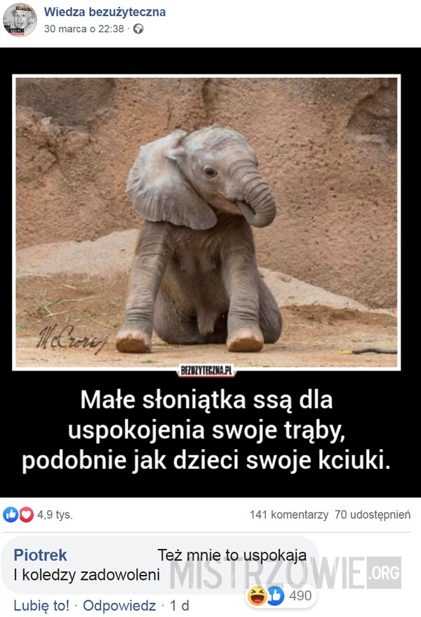 Słonie –  