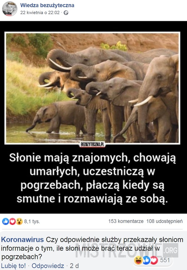 Słonie –  