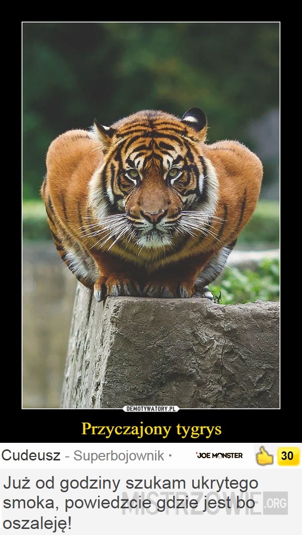 Tygrys –  