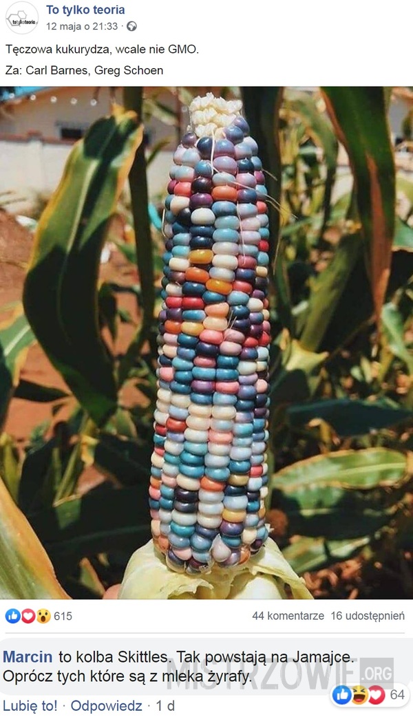 Tęczowa kukurydza –  