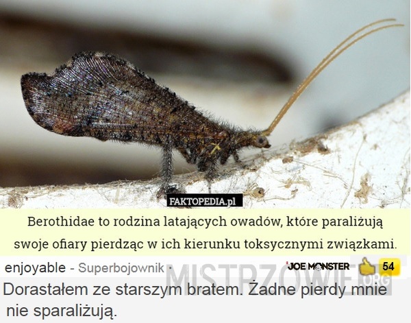Berothidae –  