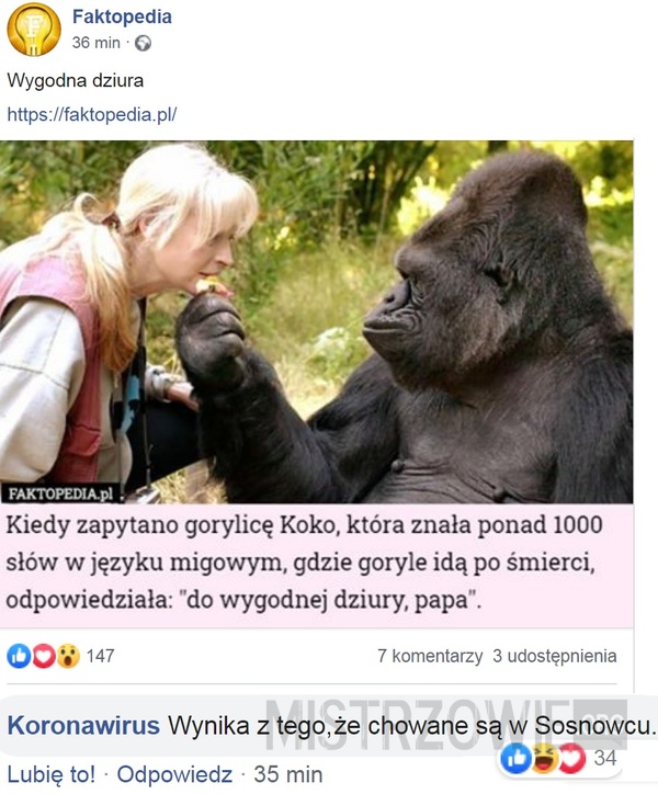 Koko –  