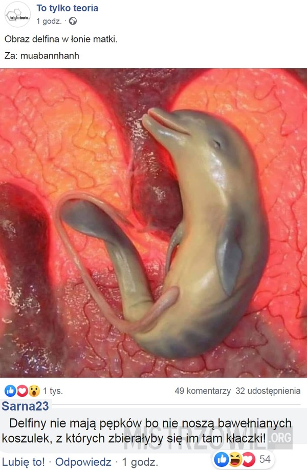 Obraz delfina w łonie matki –  