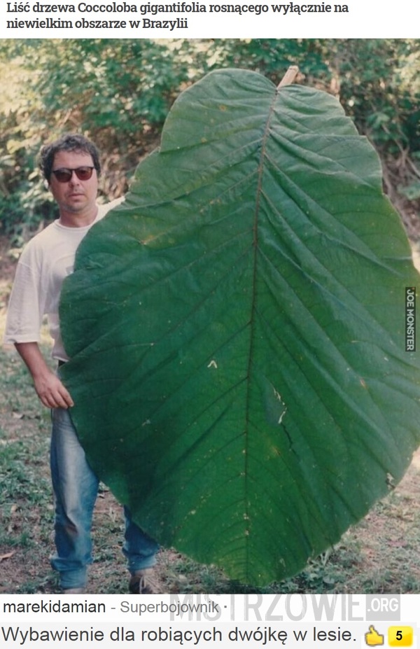 Liść drzewa Coccoloba gigantifolia –  