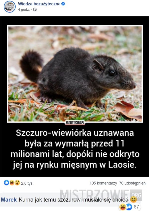 Szczuro-wiewiórka –  
