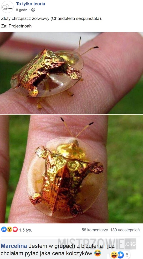 Złoty chrząszcz żółwiowy –  
