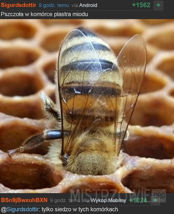 Pszczoła –  