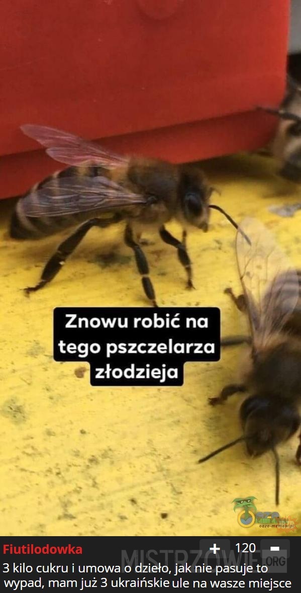 Pszczelarz –  