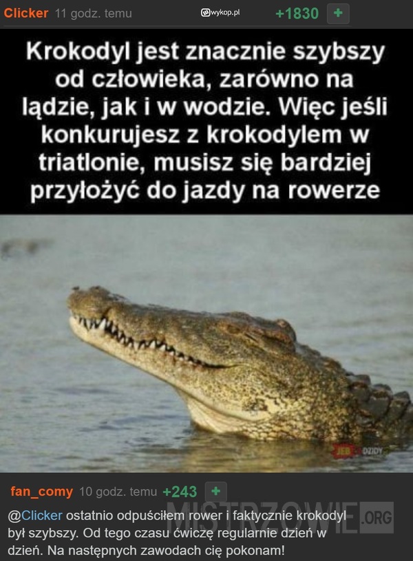 Krokodyl –  